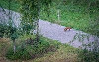 Fox on the Hunt